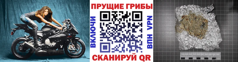 продажа наркотиков  Зеленогорск  блэк спрут онион  Псилоцибиновые грибы GOLDEN TEACHER 